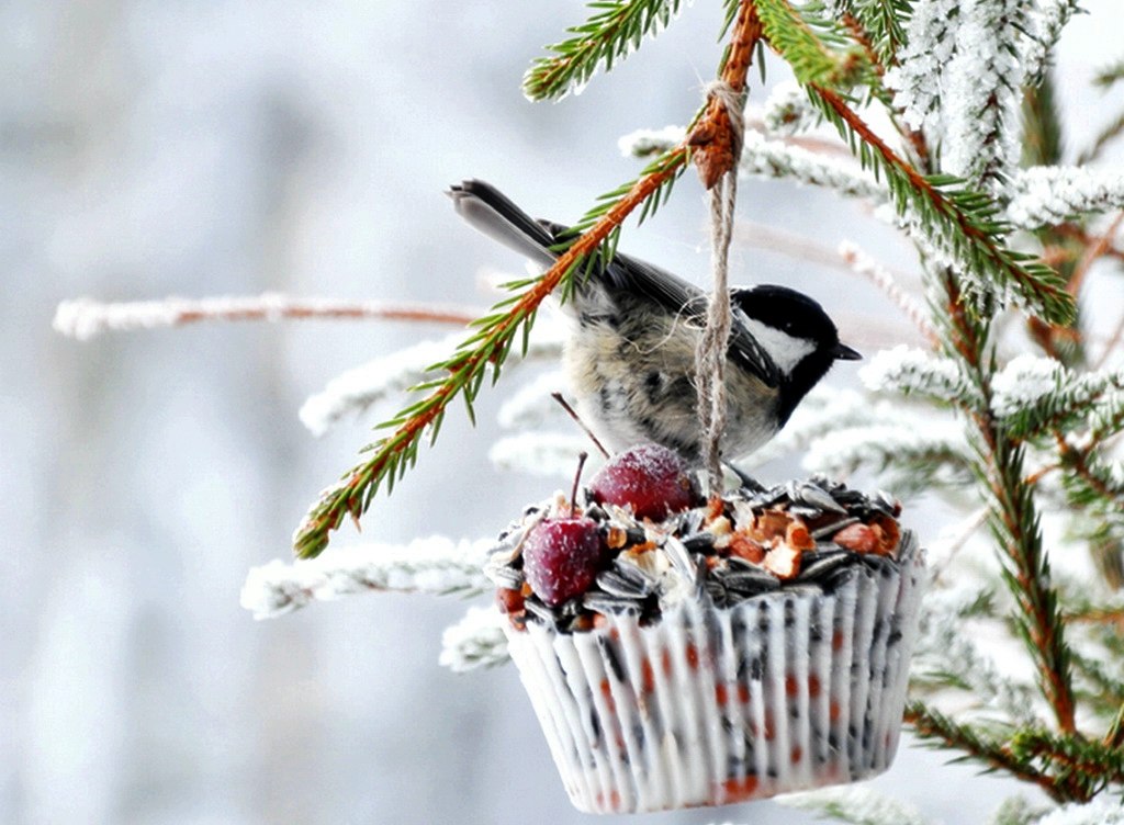 календарь садовода