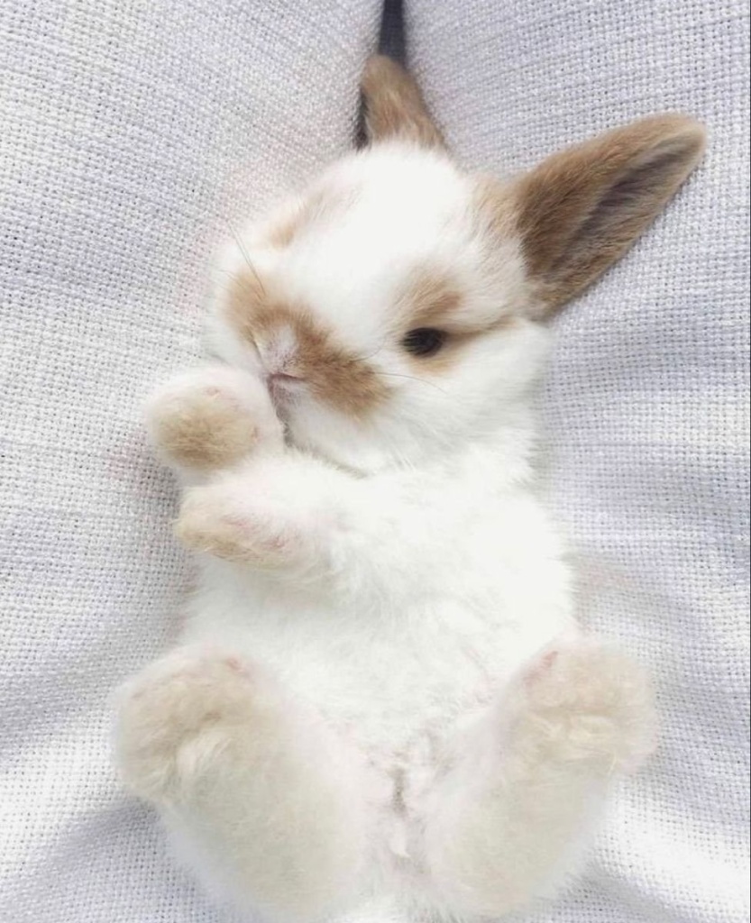 декоративные кролики