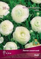 lutik_asia_white_kaper