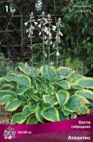 Хоста гибридная Атлантис (1)