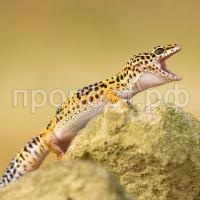 Ящерица Пятнистый леопардовый эублефар Ящерица Пятнистый леопардовый эублефар