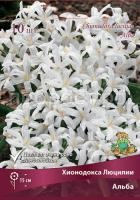 hionodoksa_lucilii_alba_kaper hionodoksa_lucilii_alba_kaper