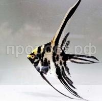 Рыба Скалярия микс S