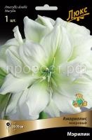 амариллис мэрилин