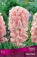 Гиацинт Чайна Пинк Гиацинт Чайна Пинк