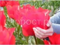 с днем п с днем п