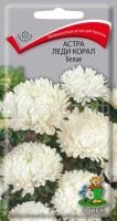 Астра Леди Корал Белая