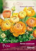 lutik_asia_oringe_kaper