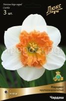 narciss_krupnokoron_chardash_kaper