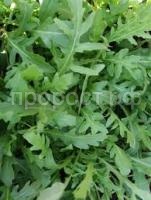 Без названия (2)