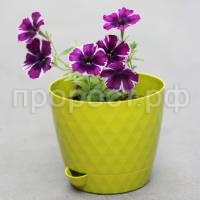 Румба-Киви-1-600x600