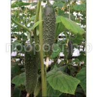 Огурец Артист F1 1000 шт Огурец Артист F1 1000 шт