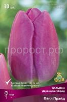tulipan_darvinov_gibrid_pepl_pride_kaper tulipan_darvinov_gibrid_pepl_pride_kaper
