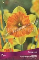 Нарцисс с Расщеплённой коронкой Конгресс (3шт, 10-12) 723429