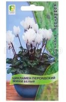 цикламен белый