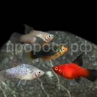 Рыба Пецилия ассорти