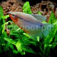 Рыба Гурами жемчужный 4-6см