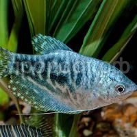 Рыба Гурами мраморный