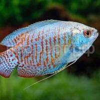 Рыба Лялиус самка 2-3см