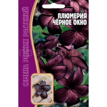 Редкие растения Плюмерия Черное окно 3 шт