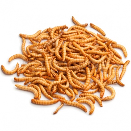 Насекомое Мучной червь (100шт)