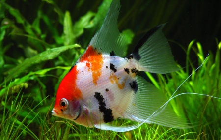 Рыба Цихлида ассорти S