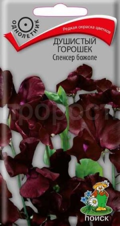 Поиск Душистый горошек Спенсер божоле 1г