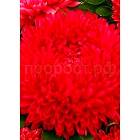 Гавриш серия Эксклюзив Астра Баллон рубново-красный, однолетняя (густомахровая) 0,05г