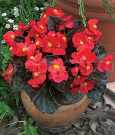 Поиск Комн. Бегония вечноцветущая бронзоволистная Бада Бум Скарлет 15шт