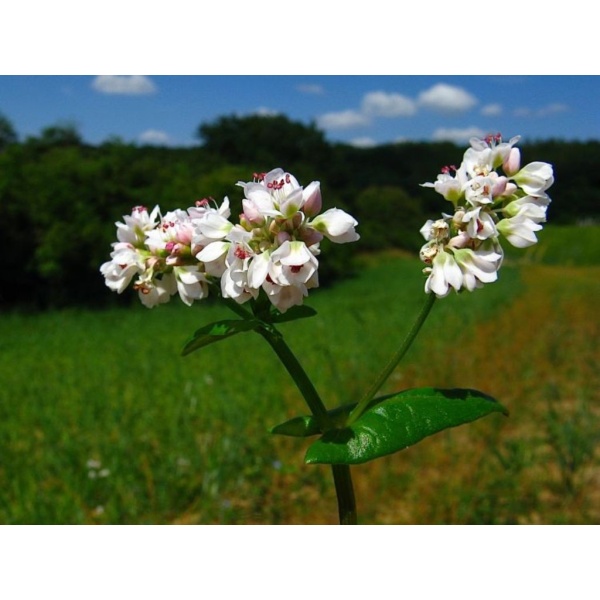 Семена Гречихи 1 кг