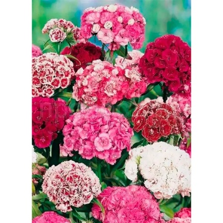 PROROST Гвоздика турецкая махровая смесь окрасок 0,2г