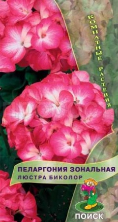 Поиск Комн. Пеларгония Люстра Биколор 5шт