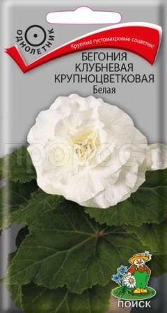 Поиск Комн. Бегония клубневая крупноцветковая Белая 5шт 