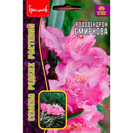 Редкие растения Рододендрон Смирнова 10 шт 