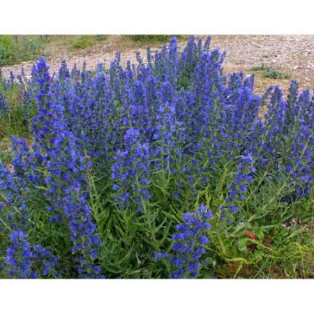 З.У. Синяк 1 кг. (10шт/уп)