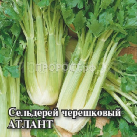 Сельдерей черешковый Атлант 5 г