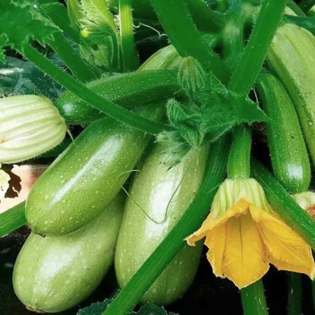 PROROST Кабачок Грибовские 37 2г