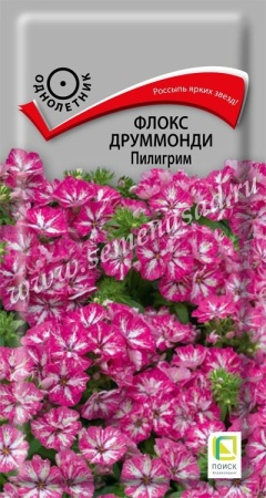 Поиск Флокс друммонда Пилигрим 0,1г