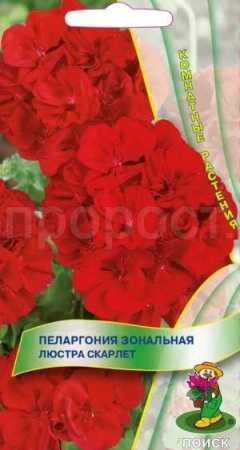 Поиск Комн. Пеларгония Люстра Скарлет 5шт