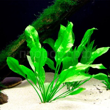 Растение Крупное 