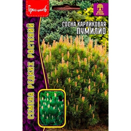 Редкие растения Сосна карликовая Пумилио 10 шт