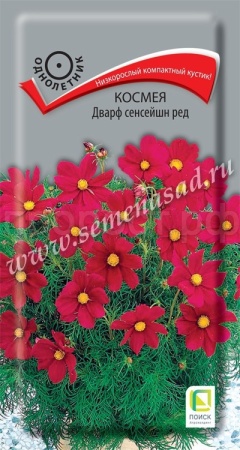 Поиск Космея Дварф сенсейшн ред 0,2г