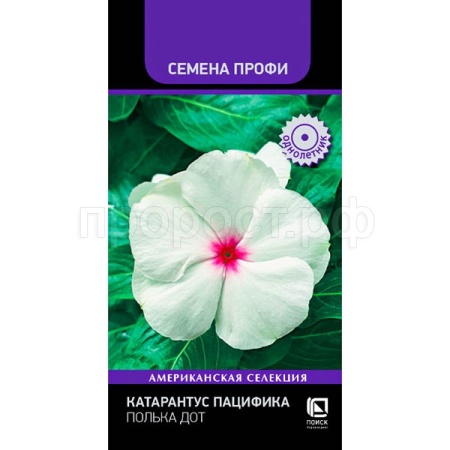 Поиск Катарантус Пацифика Полька Дот 10шт