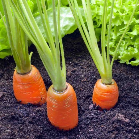 PROROST Морковь Королева осени 2г