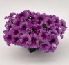 Редкие растения Петуния крупноцв. драже SUCCESS 360° Purple Vein F1 15шт.
