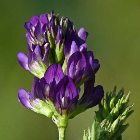 З.У. Люцерна 1 кг. (10шт/уп)