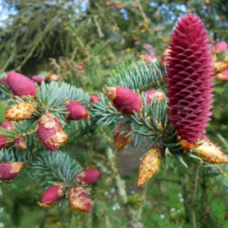 Ель Ликиангинская (Picea likiangensis) 15 шт