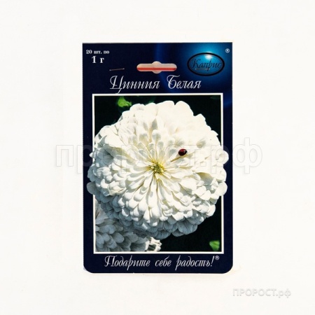 Каприс Цинния Полярный медведь Белая 20*1