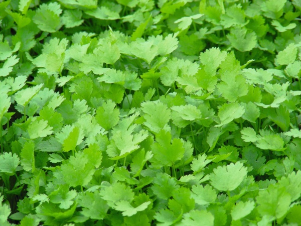 Кориандр Карибе 400г Кориандр Карибе 400г