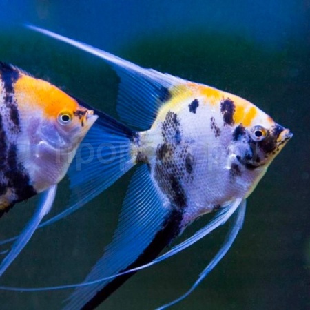Рыба Скалярия микс L